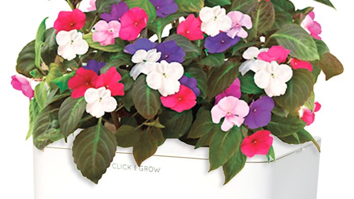 Doniczkowe tamagotchi dla zapominalskich (albo leniwych) 1