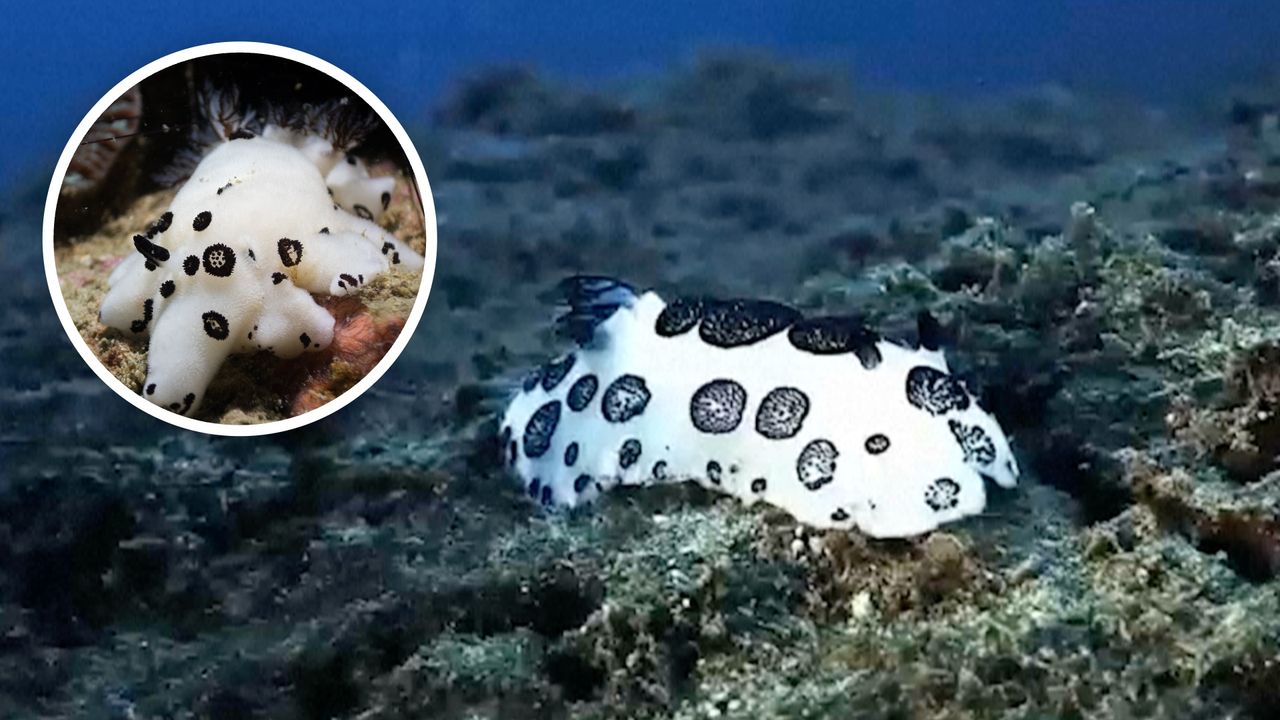 Niezwykłe odkrycie u wybrzeży Chin. Nurkowie zobaczyli pandę nudibranch