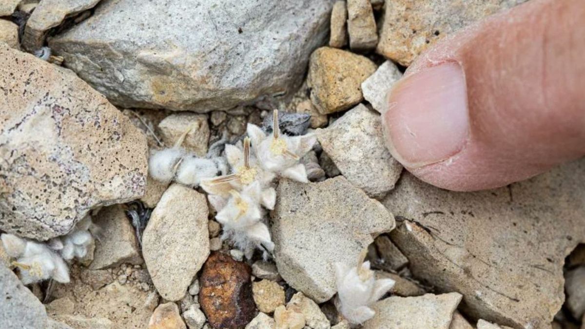 Nowy gatunek rośliny odkryty w USA