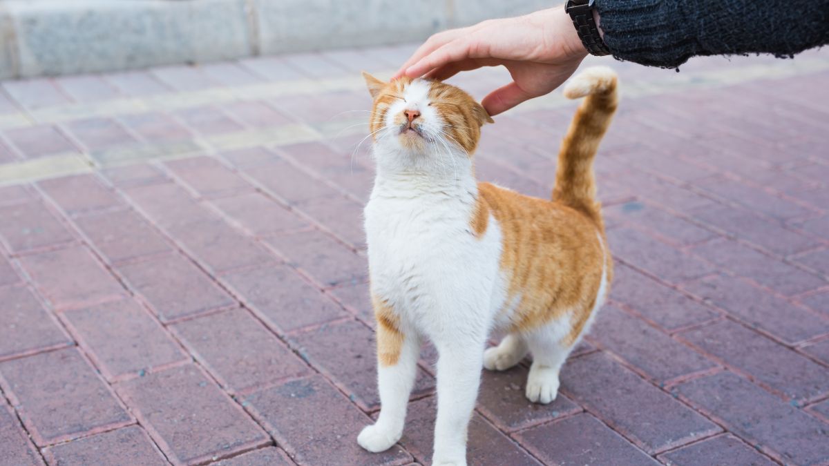 Jak wołać koty w innym języku?