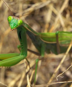 Warszawa. Inwazja modliszek. Są pod ochroną, nie można ich zabijać