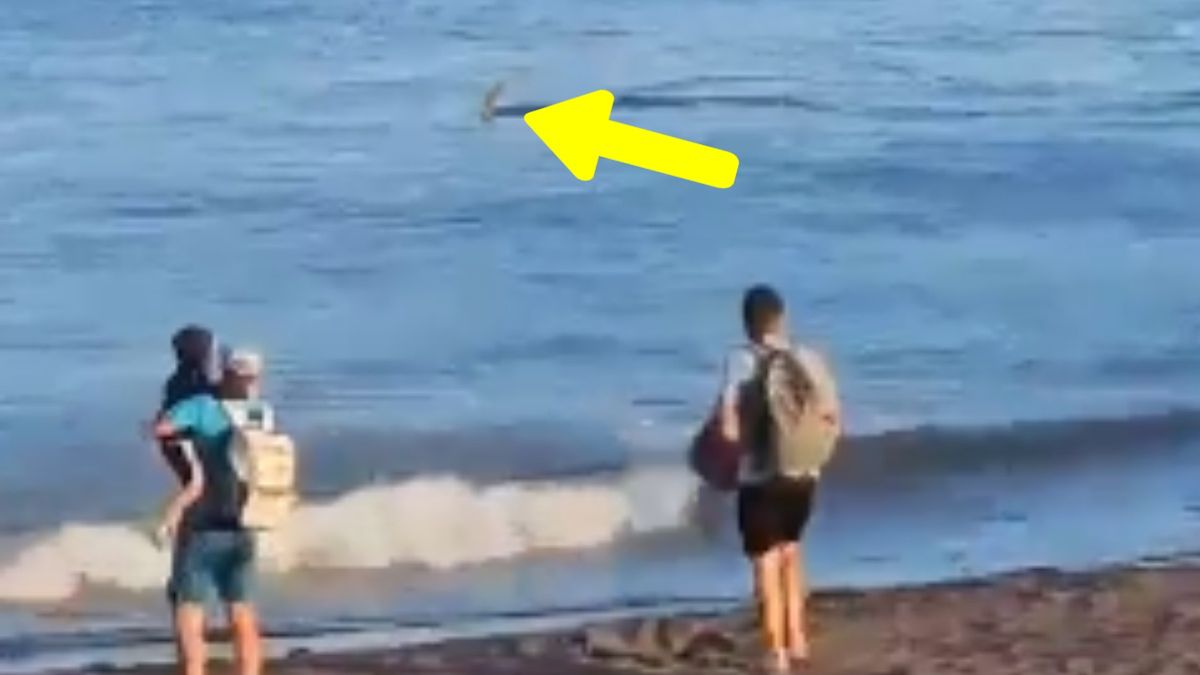 Zamknięto plaże w Hiszpanii. Wszystko przez rekiny