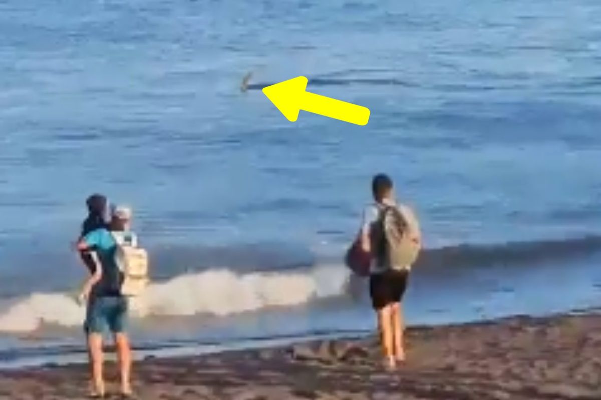 The beaches in Spain have been closed. All because of sharks.