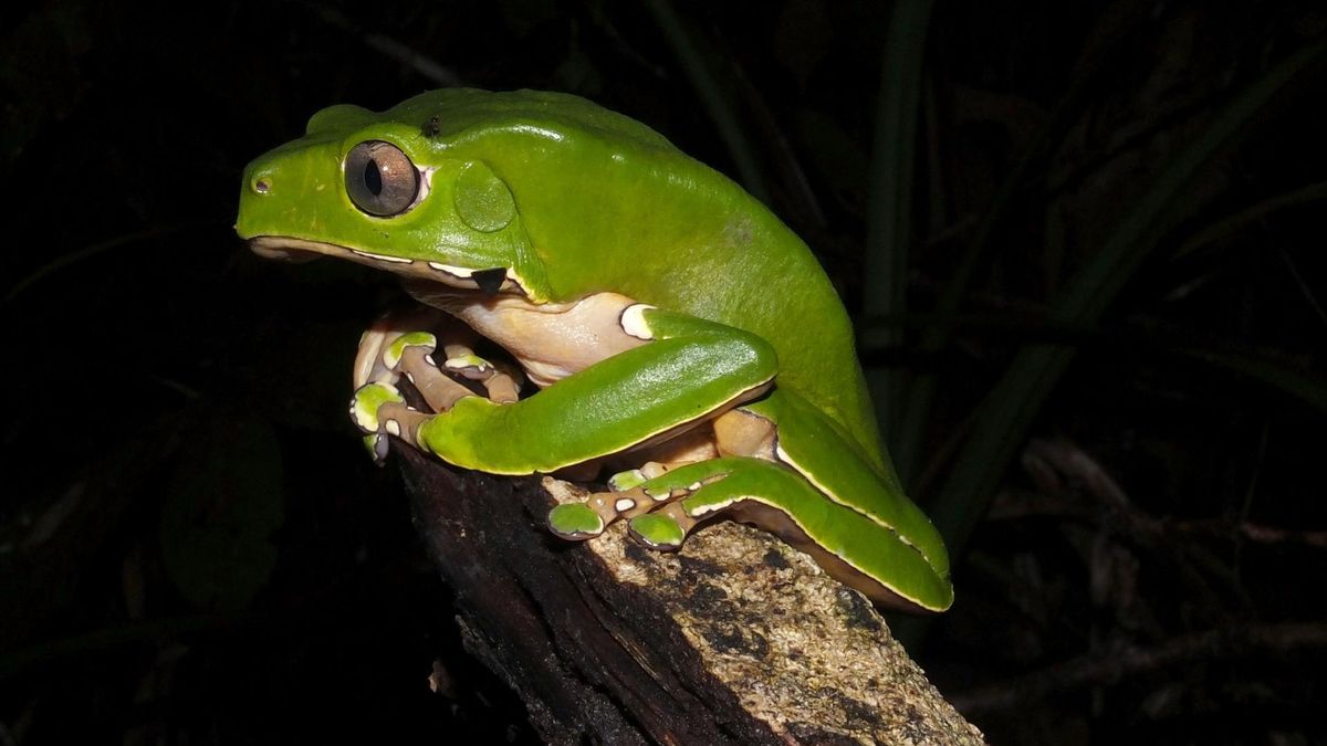 Kambo pozyskuje się z wydzieliny amazońskiej żaby.