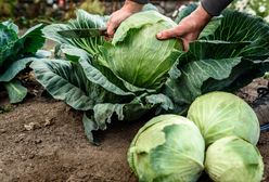 Załamanie na rynku kapusty. Co się dzieje z cenami warzywa?