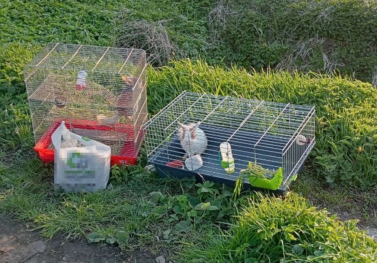 Zwierzęta porzucone na polu