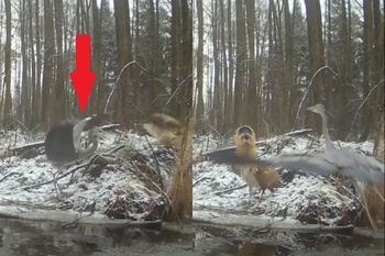 Bąk polskim w lesie. Ale awantura