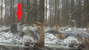 Bąk w polskim lesie. "Wygląda jakby był z innej planety"