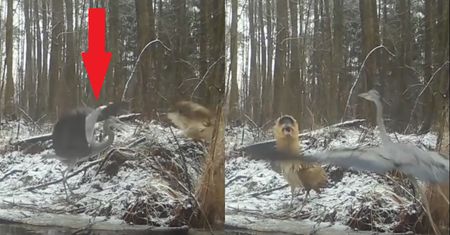 Bąk w polskim lesie. "Wygląda jakby był z innej planety"
