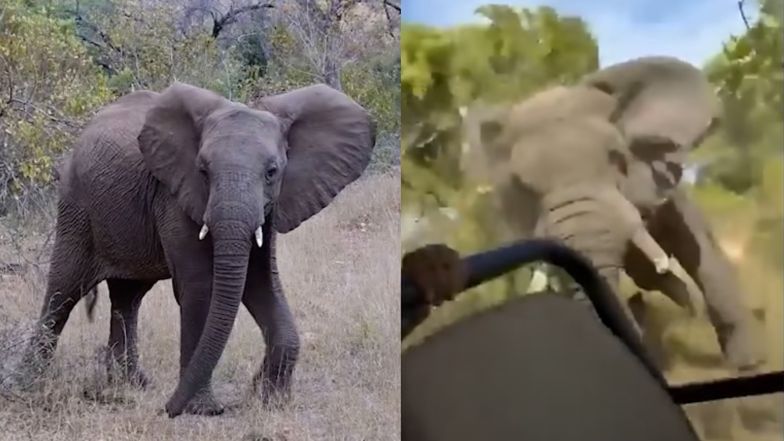 Nie żyje 80-letnia turystka. Słoń zaatakował samochód z turystami (WIDEO)