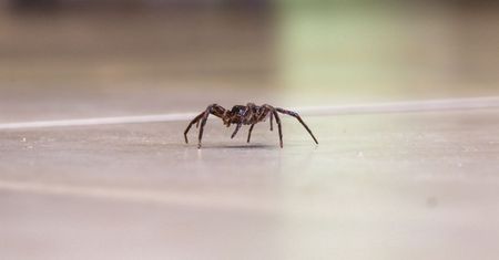 Ukradkiem wchodzą do domów. Nie jest tajemnicą, co je przyciąga