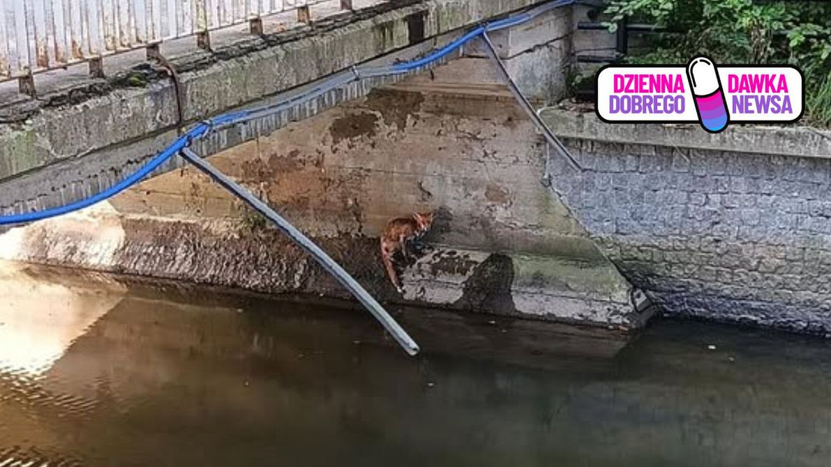 Dwa lisy uratowane w jeden dzień. Strażnicy miejscy z Gdańska ru