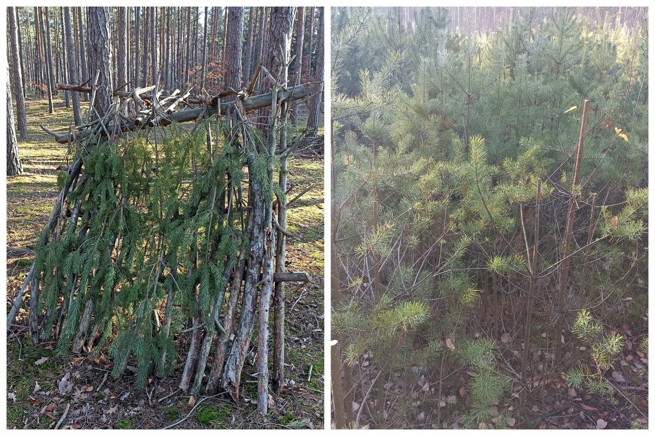 Leśnik był wściekły ws. samosiewu. Aż chwycił za telefon