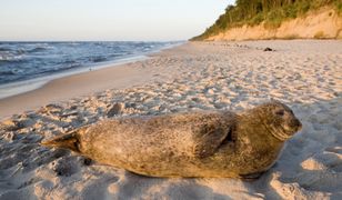 Wakacje 2020. Turyści fotografują foki na plaży, zamiast dać im spokój