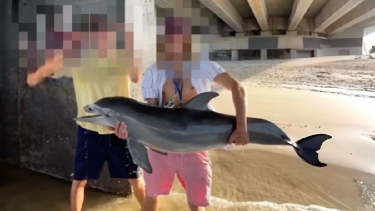 Mały delfin został znaleziony martwy na plaży.