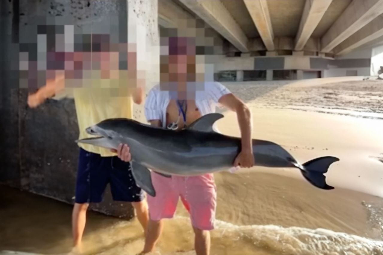 Mały delfin został znaleziony martwy na plaży. [Obraz rozszerzony przez AI na potrzeby wizualizacji tekstu]