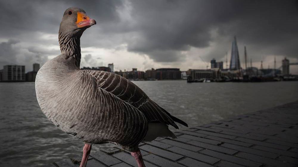 Oto najlepsze zdjęcia przyrody w konkursie British Wildlife Photography Awards 2014 1