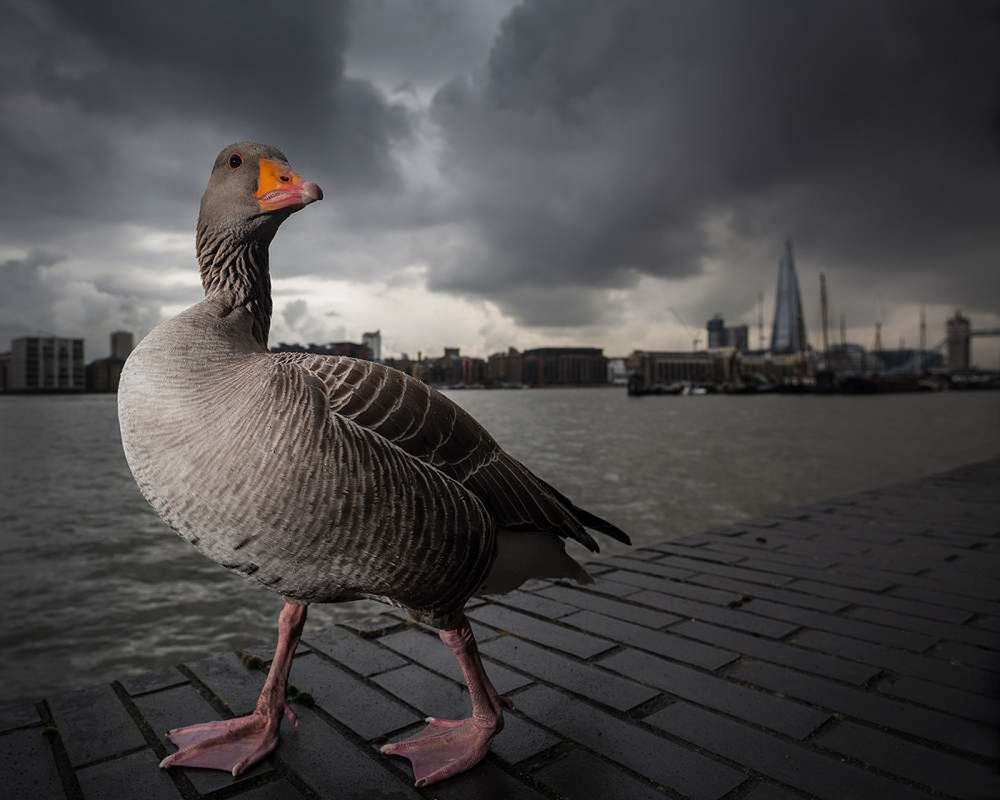 Zwycięzca kategorii Urban Wildlife oraz całego konkursu.