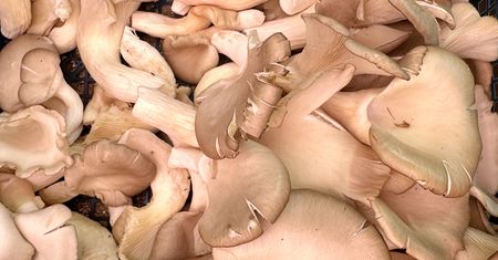 Są w każdym markecie i kosztują grosze. Warto jeść codziennie, bo zbijają cholesterol i wspierają serce
