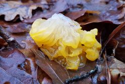Niezwykły grzyb na Pomorzu. Jest jadalny?