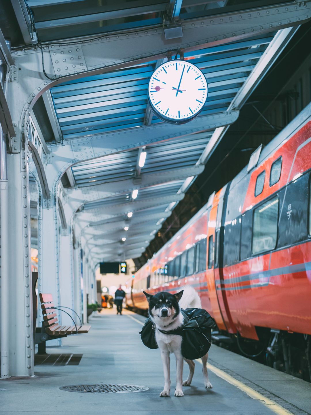 Fotograf rzucił pracę, by podróżować ze swoim psem - poznaj przygody Henrika Vikse i Akiaka 7
