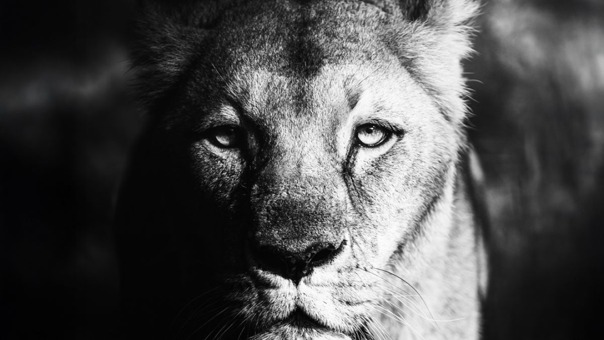 Zmarła lwica Okavango. Miała 18 lat