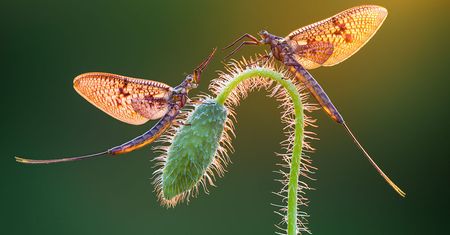 Najlepsze zdjęcia makro 12 edycji konkursu Garden Photographer of the Year