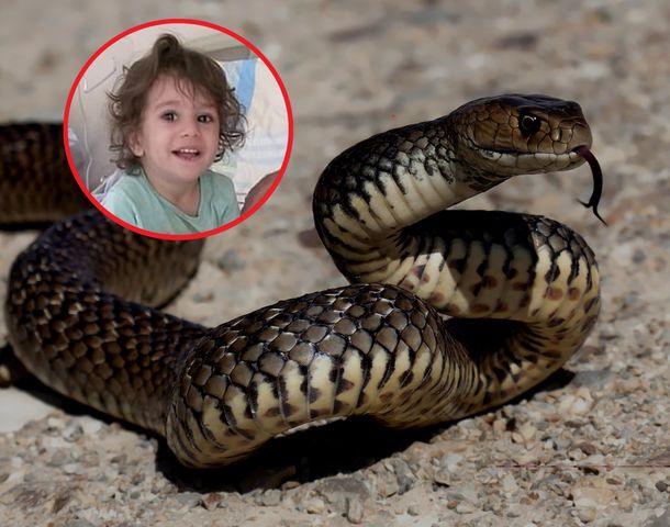 Dwulatka zagryzła węża