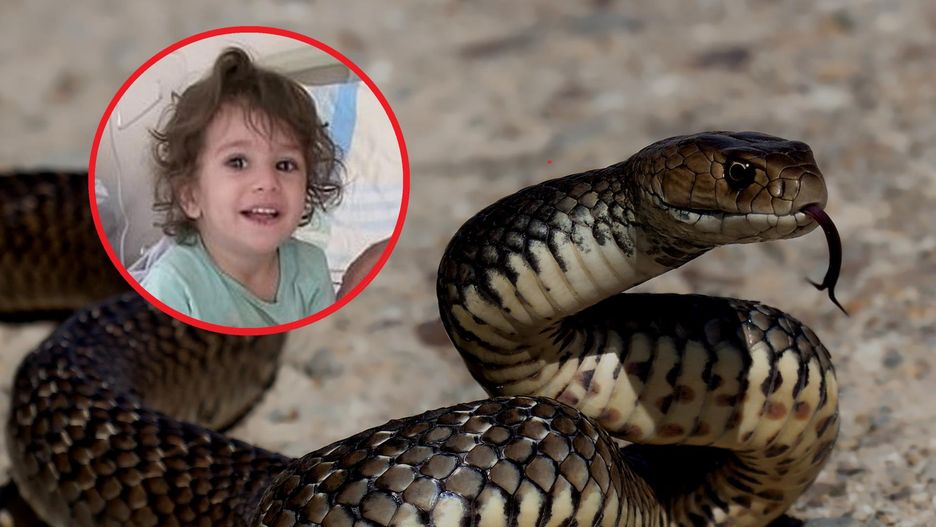 Dwulatka zagryzła węża