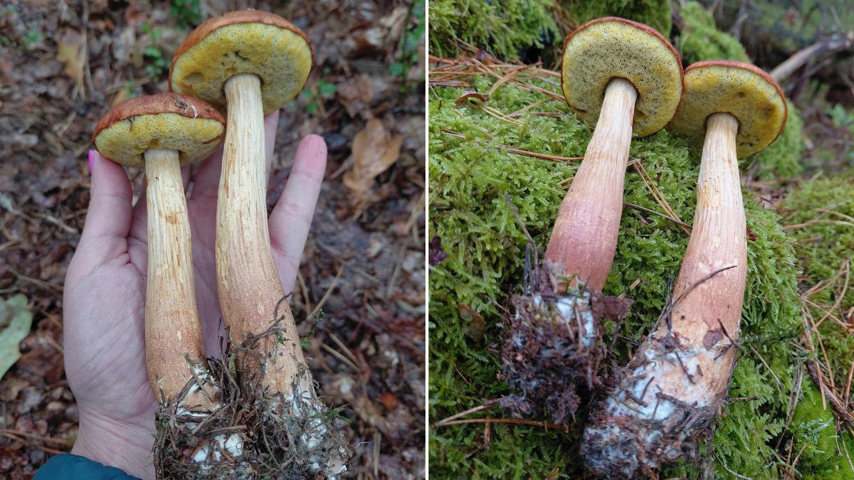 Borowik amerykański.