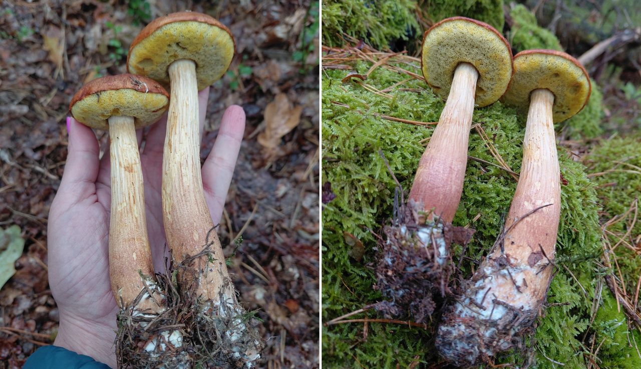 Znów się pojawiły. Leśnicy alarmują. "Sygnał ostrzegawczy"