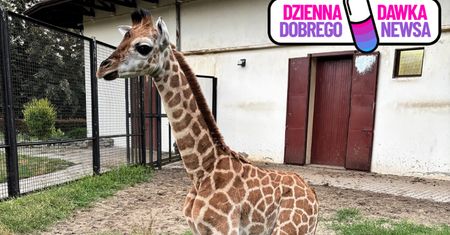 Pierwsze urodziny Pietruszki. Warszawskie zoo szykuje imprezę