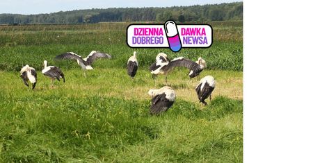 ZOO wypuściło 17 bocianów na wolność. Ich los był w rękach ludzi