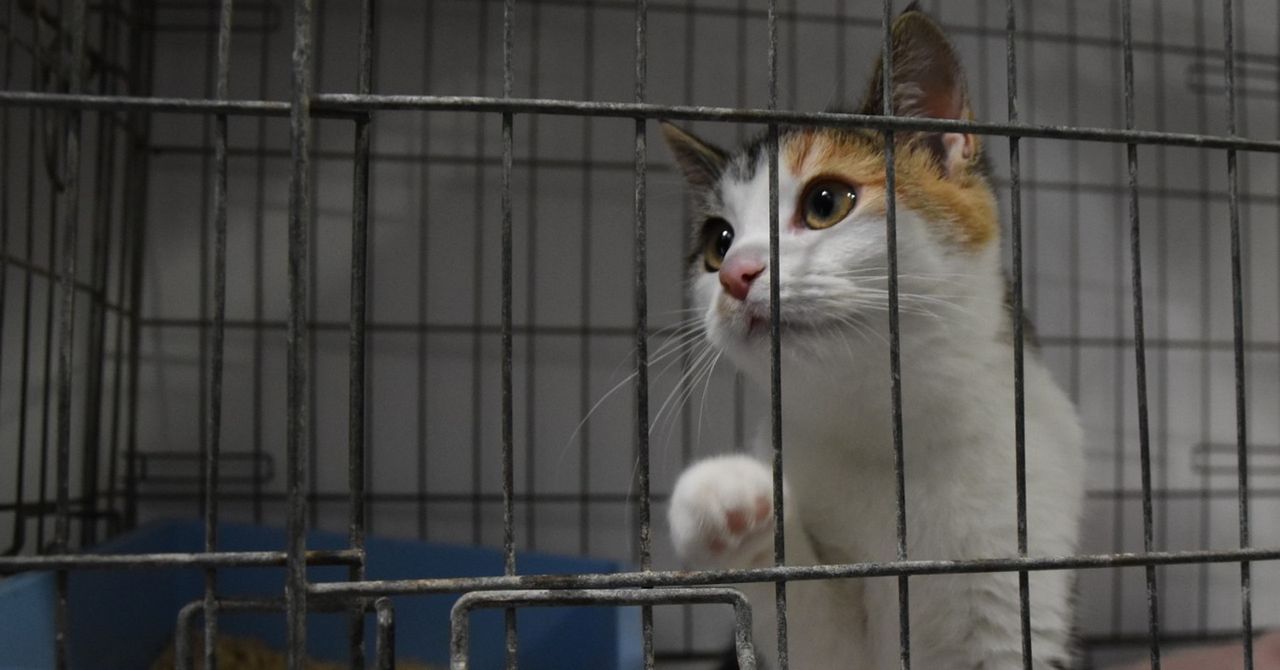 Zielona Góra: Przyjdź po mruczka do schroniska. Właśnie poprawiły się warunki