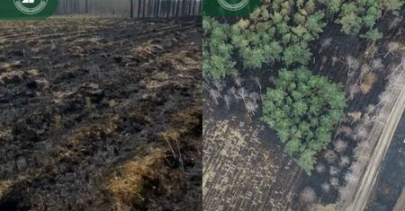 Tak wygląda las po pożarze. Smutne ujęcia