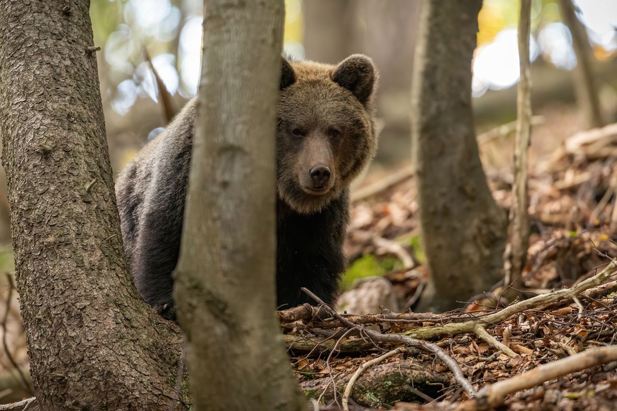 Niedźwiedź brunatny zaatakował turystę na Słowacji. Zdjęcie ilustracyjne