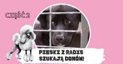 Pudelek SZUKA DOMU dla kolejnych psiaków ze schroniska w Radysach (ZDJĘCIA)