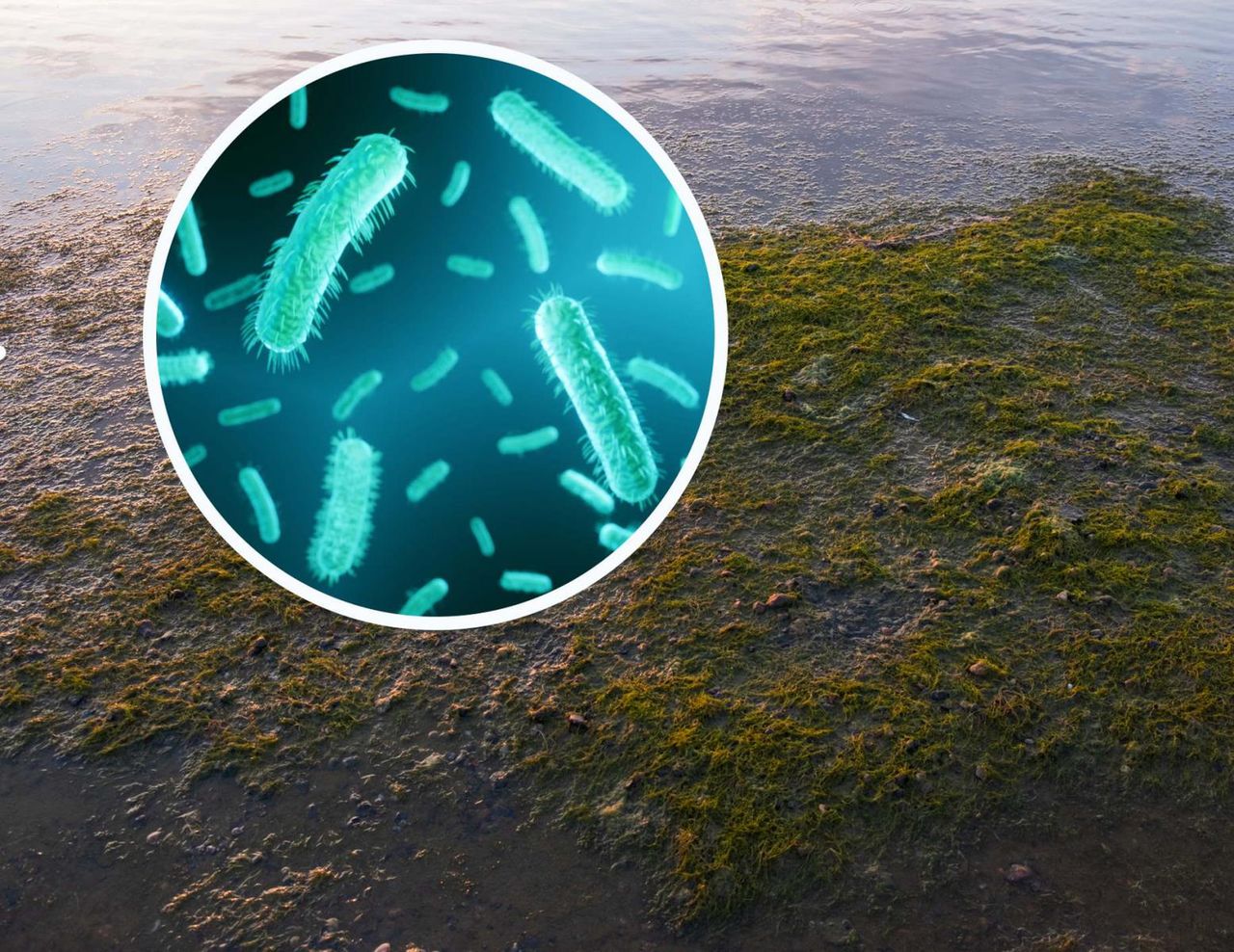 Czyhają w wodzie. Zanim wyjedziesz, sprawdź, gdzie jest bezpiecznie