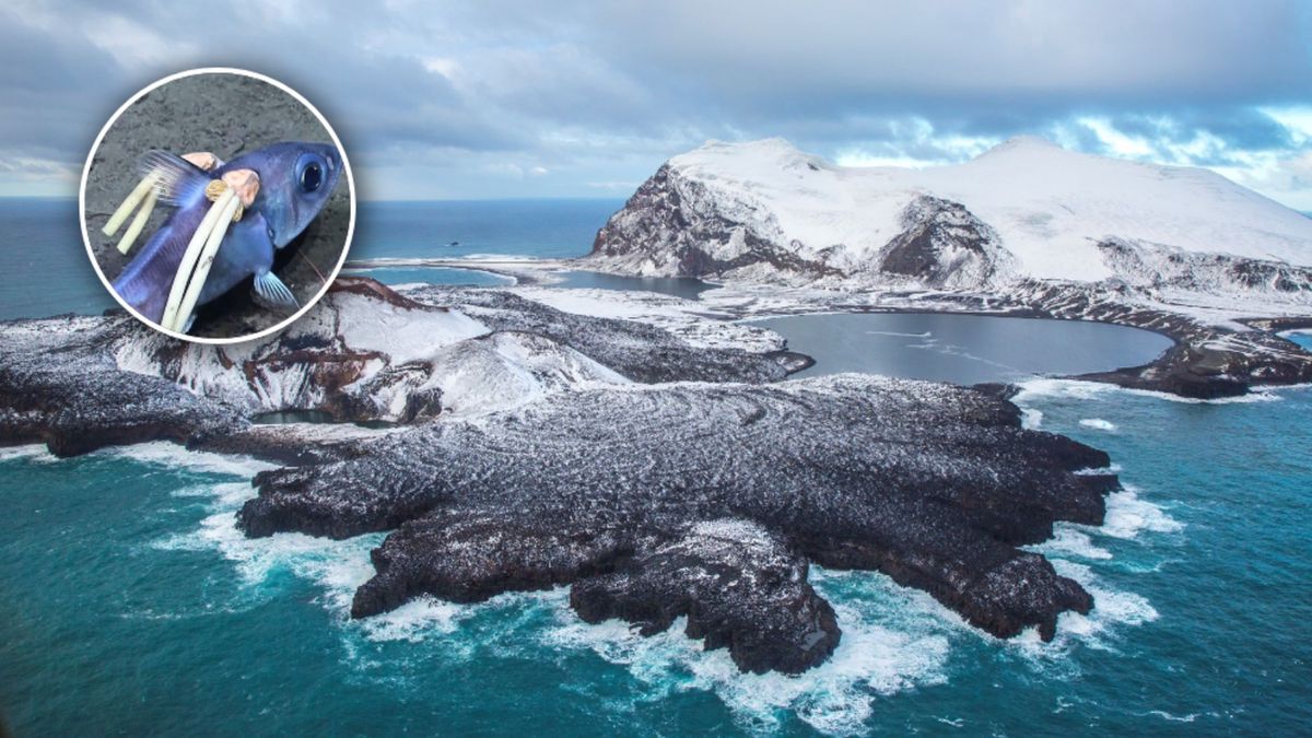 Nietypowa ryba głębinowa w pobliżu wysp Sandwich Południowy