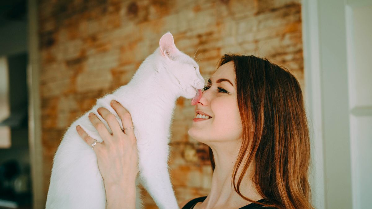 Kot liże kobietę po nosie