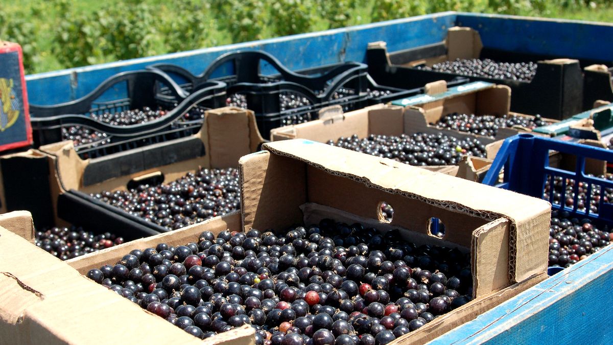 Produkty, które pomogą na ból nóg