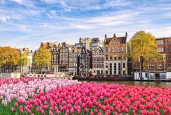 Holandia. Największe atrakcje w kraju tulipanów, wiatraków i serów