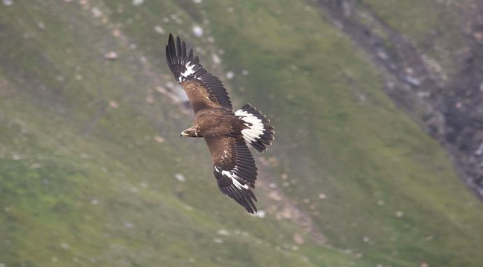 Orzeł przedni. Władca przestworzy