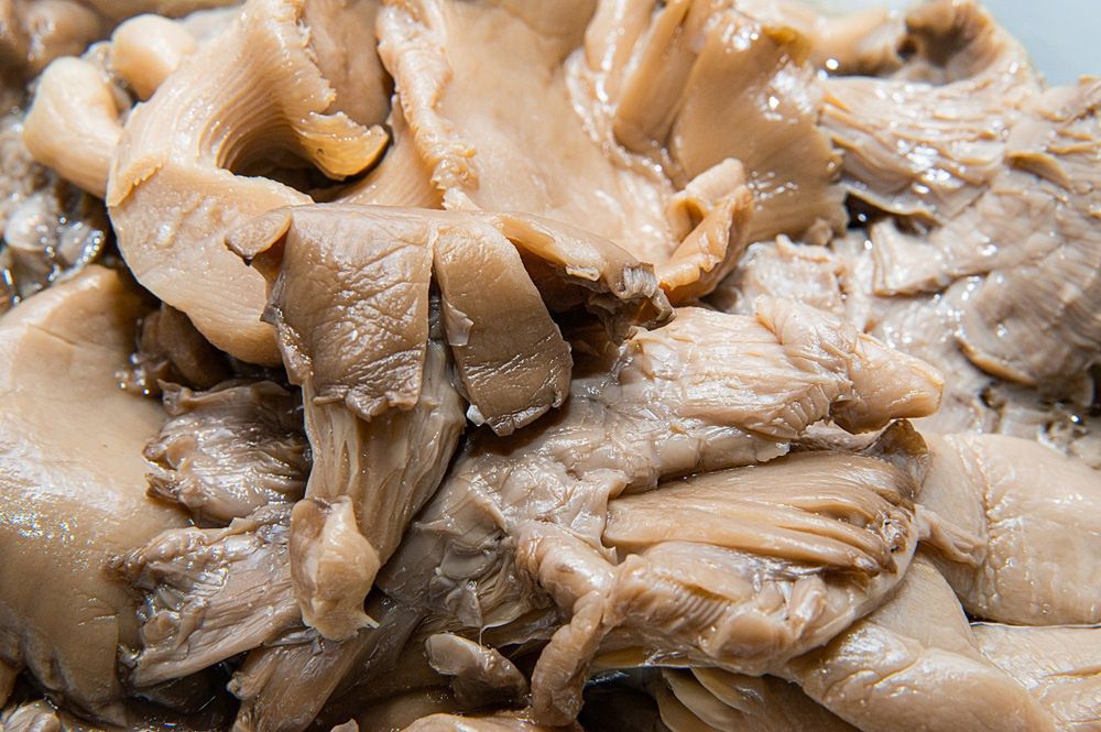 Why is it worth eating oyster mushrooms?