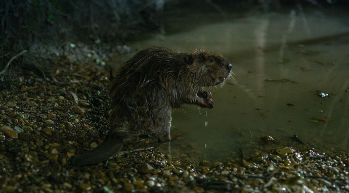 Śmierć przychodzi po zmroku