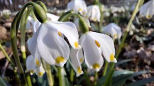 Poznań: Śnieżycowy Jar 2026. Kiedy odwiedzić rezerwat