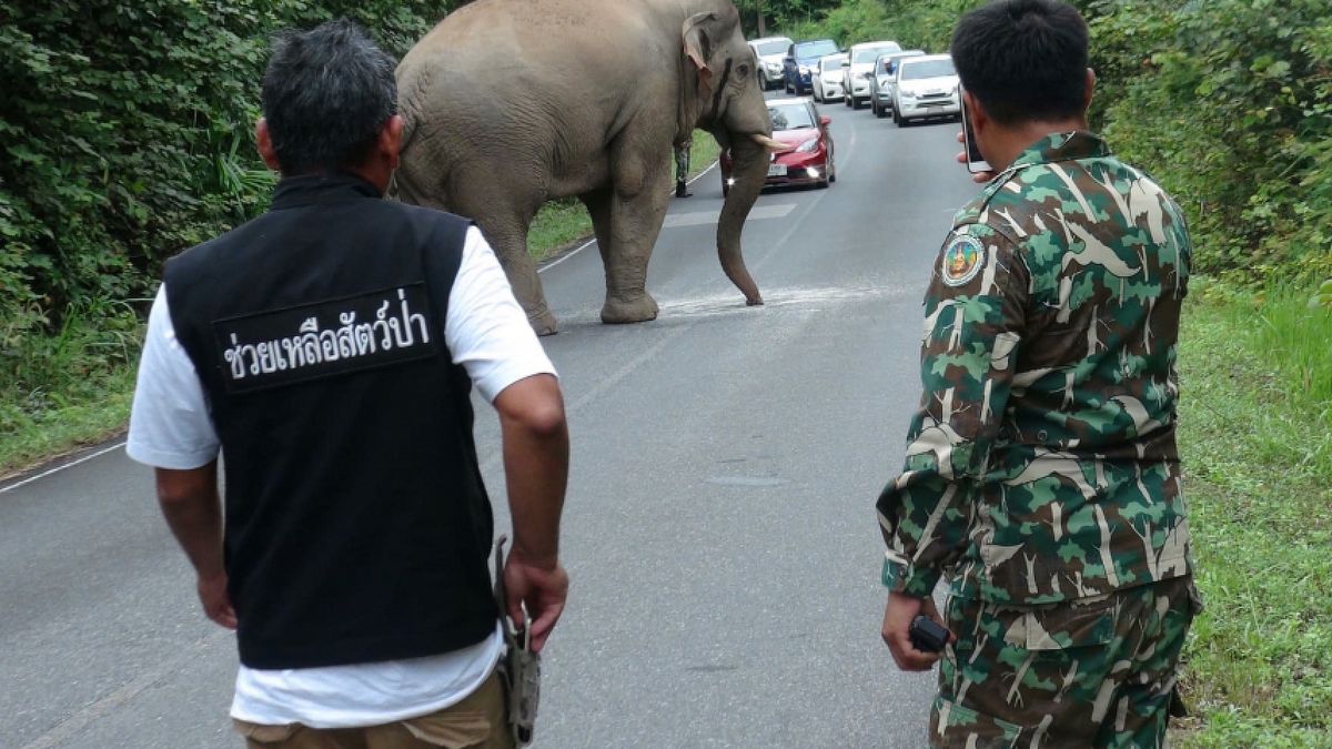 Słonie powodują ogromną liczbę wypadków