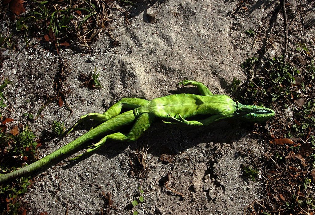 Legwany zamarzają gdy temperatura spada poniżej ok. 10 st. C.