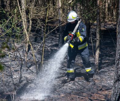 Zagrożenie pożarowe w lasach. MSWiA alarmuje