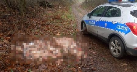 Natknął się na to w lesie. Natychmiast wezwał służby